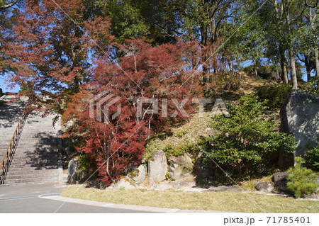 山口県 山口市 亀山公園の紅葉 71785401