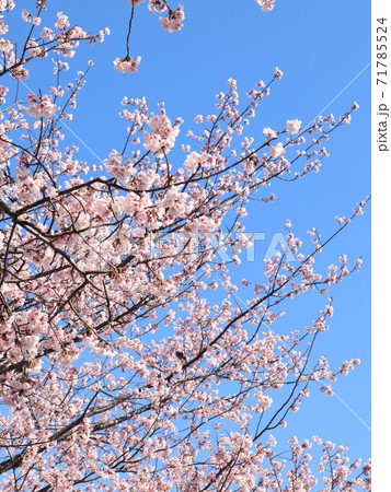 青空と大島桜 71785524