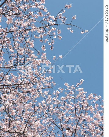 青空と大島桜 71785525