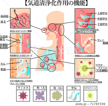 気道の清浄化作用 仕組み イラスト 気道の清浄化作用 仕組み イラスト 71785599