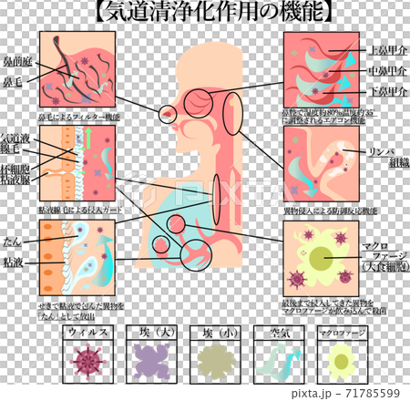 気道の清浄化作用 仕組み イラスト 気道の清浄化作用 仕組み イラスト 71785599
