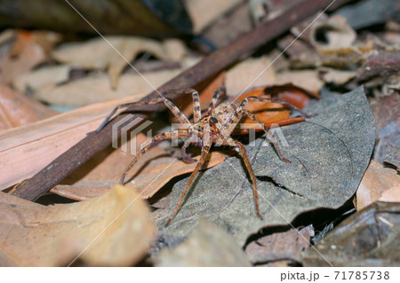 夜の闇に潜む蜘蛛 カオソック国立公園 スラーターニー県 タイ王国 の写真素材