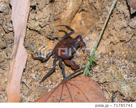 ジャングルの陸ガニ (カオソック国立公園、スラーターニー県、タイ王国) 71785743