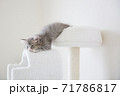 リラックスしてる猫 71786817