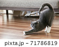 のびる猫 71786819