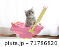 ベビーカーに乗るネコ 71786820