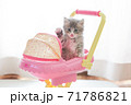 ベビーカーに乗るネコ 71786821