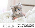 カメラ目線の子猫 71786825