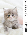 カメラ目線の子猫 71786826