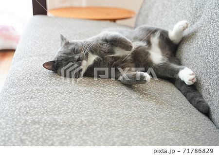 仰向けでリラックスして眠るネコ 71786829