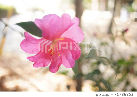 椿(ツバキ)の花一輪 明色 椿(ツバキ)の花一輪 明色 71786852