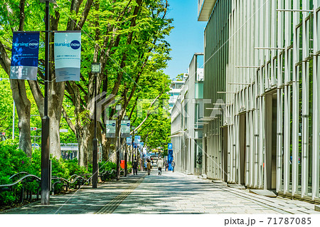 東京都渋谷区 デートスポットの定番 表参道のケヤキ並木の写真素材