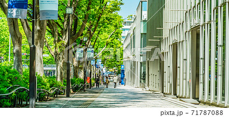 東京都渋谷区・デートスポットの定番、表参道のケヤキ並木 東京都渋谷区・デートスポットの定番、表参道のケヤキ並木 71787088