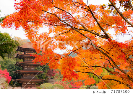 山口市の瑠璃光寺五重塔と紅葉 71787100