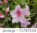 ツツジの花01　薄桃色のつつじの花をアップで。 71787228