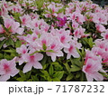 ツツジの花02　咲き乱れる薄桃色のつつじの花 71787232