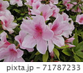 ツツジの花03　咲き乱れる薄桃色のつつじの花をアップで。 71787233