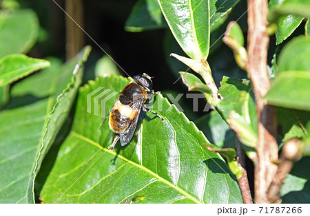 茶葉に止まるオオハナアブ 71787266