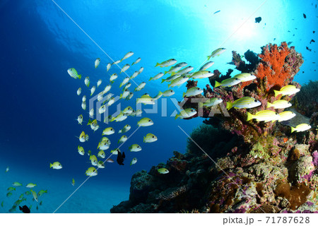 サンゴと小魚の写真素材