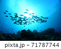 サンゴと魚の群れ 71787744