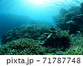 サンゴと魚の群れ 71787748
