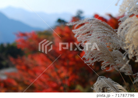 秋の三峰山 ススキと紅葉 秋の三峰山 ススキと紅葉 71787796