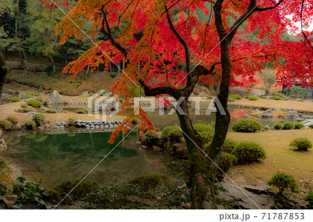 山口市常栄寺、雪舟庭の紅葉 山口市常栄寺、雪舟庭の紅葉 71787853