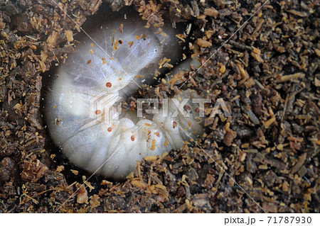 土の中にいる大きなカブト虫の幼虫の写真素材