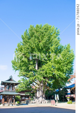 岐阜県 高山市 国分寺 本堂と大イチョウ 岐阜県 高山市 国分寺 本堂と大イチョウ 71788042