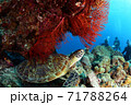 ウミガメ 71788264
