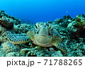 ウミガメ 71788265