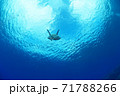 ウミガメ 71788266