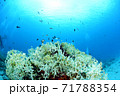 サンゴと小魚 71788354