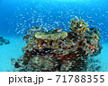 サンゴと小魚 71788355