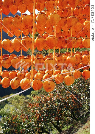 串柿の里 和歌山県伊都郡かつらぎ町四郷 串柿の里 和歌山県伊都郡かつらぎ町四郷 71788453