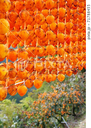 串柿の里　和歌山県伊都郡かつらぎ町四郷 71788455