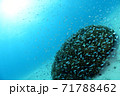 サンゴと小魚 71788462
