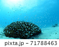 サンゴと小魚 71788463