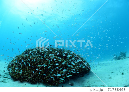 サンゴと小魚 サンゴと小魚 71788463