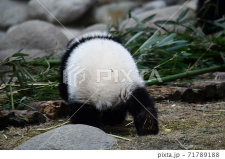 小パンダ 71789188