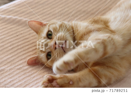 寝転んで両手を前に出す猫アメリカンショートヘアレッドタビーの写真素材