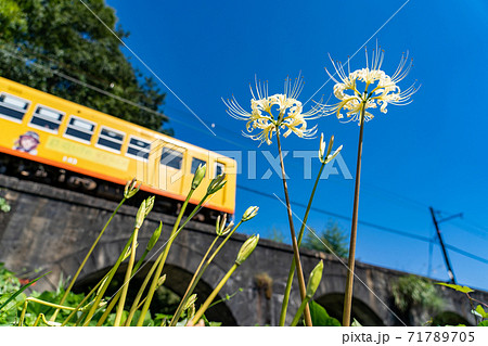 三重県いなべ市　北勢線のめがね橋を通り過ぎる黄色い電車と白い彼岸花 71789705