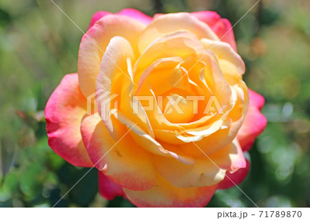 蜂ヶ峰の薔薇 蜂ヶ峰の薔薇 71789870