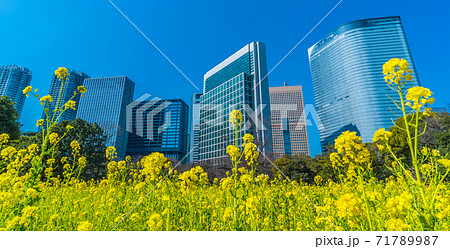 東京汐留の高層ビルと浜離宮恩賜庭園の菜の花 71789987