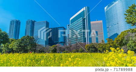 東京汐留の高層ビルと浜離宮恩賜庭園の菜の花 東京汐留の高層ビルと浜離宮恩賜庭園の菜の花 71789988