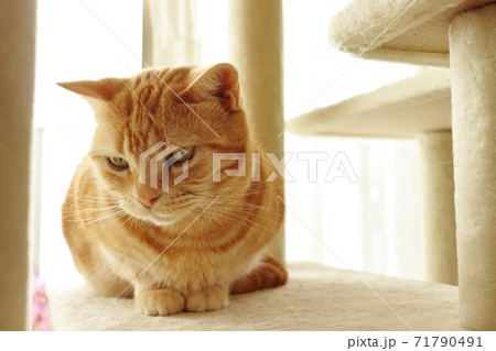 陽だまりで箱座りする猫のアメリカンショートヘアレッドタビーの写真素材