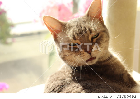 鼻がムズムズしている表情の猫アメリカンショートヘアブルータビー 鼻がムズムズしている表情の猫アメリカンショートヘアブルータビー 71790492
