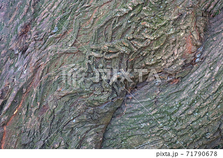 Background texture of old wood. 71790678