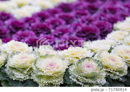 整然と花壇に咲く白と紫の葉牡丹の写真素材