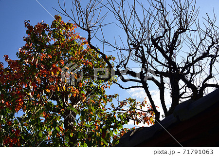 日本の古い建物の美しい紅葉 日本の古い建物の美しい紅葉 71791063